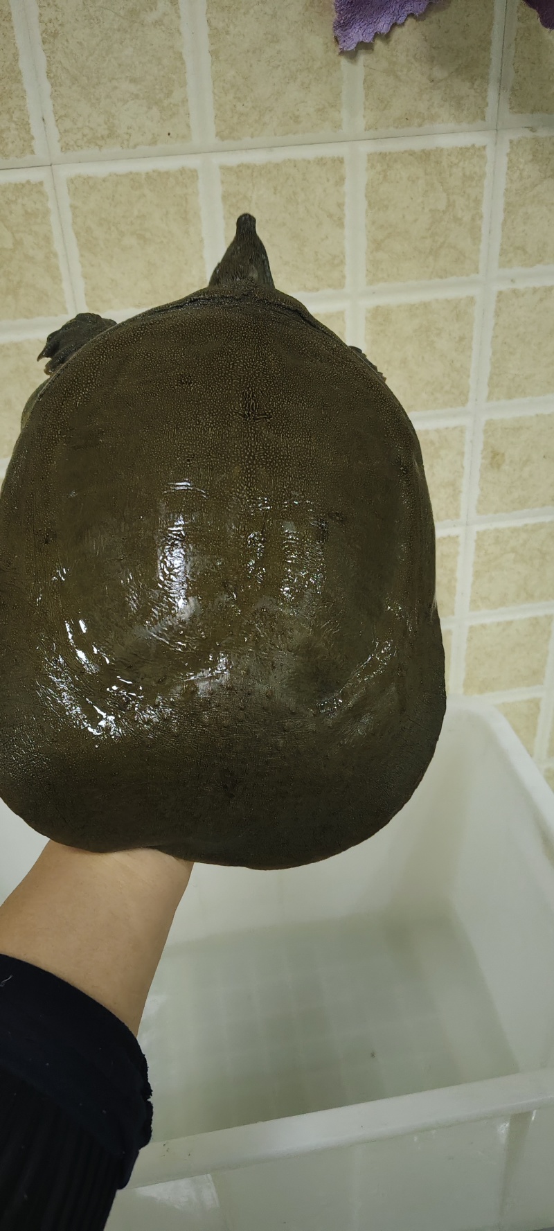 湖北赤壁纯正野生甲鱼