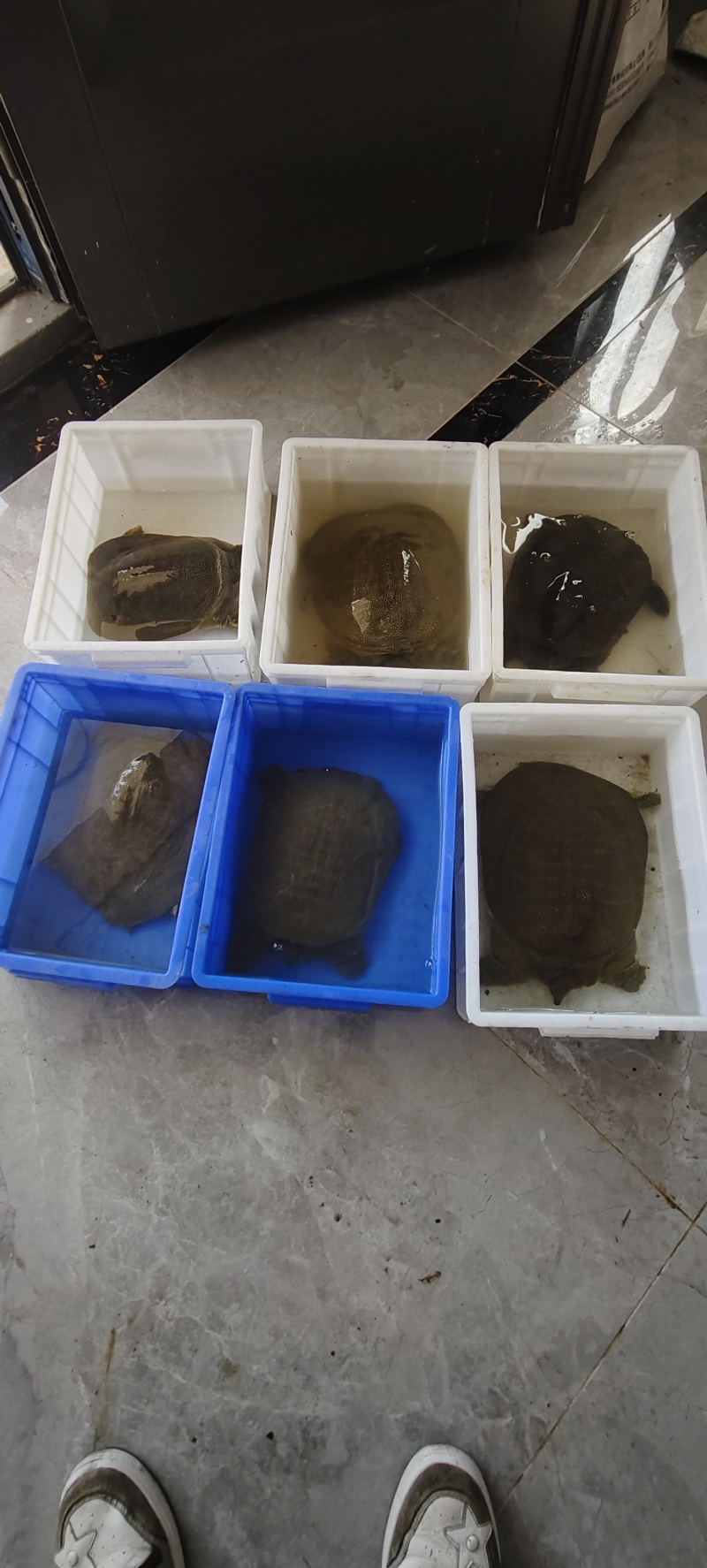湖北赤壁纯正野生甲鱼