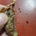 我有一个猪砂，看上的老板可以私信我