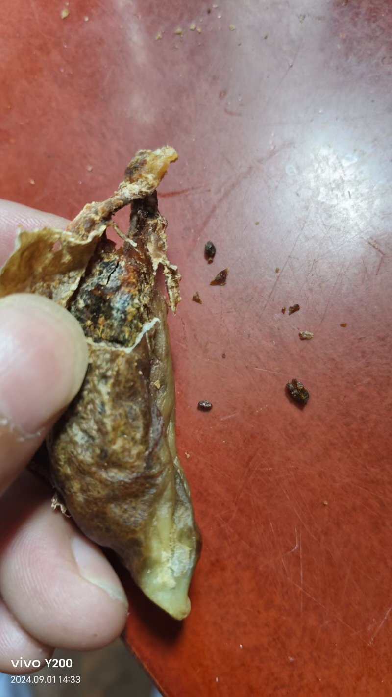 我有一个猪砂，看上的老板可以私信我