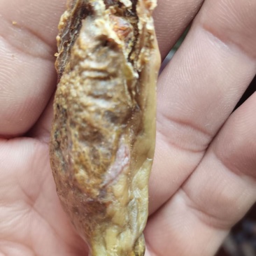 我有一个猪砂，看上的老板可以私信我