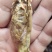 我有一个猪砂，看上的老板可以私信我