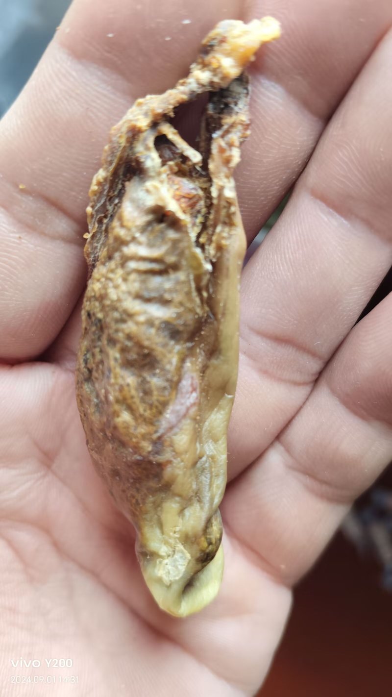 我有一个猪砂，看上的老板可以私信我