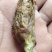 我有一个猪砂，看上的老板可以私信我