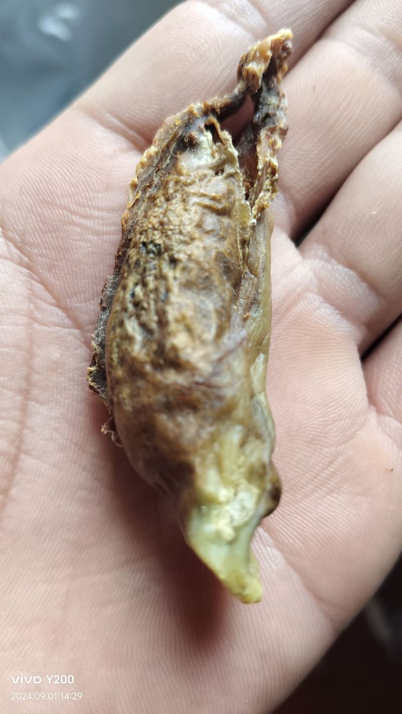 我有一个猪砂，看上的老板可以私信我