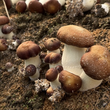 产自杭州千岛湖的赤松茸，发货地杭州千岛湖