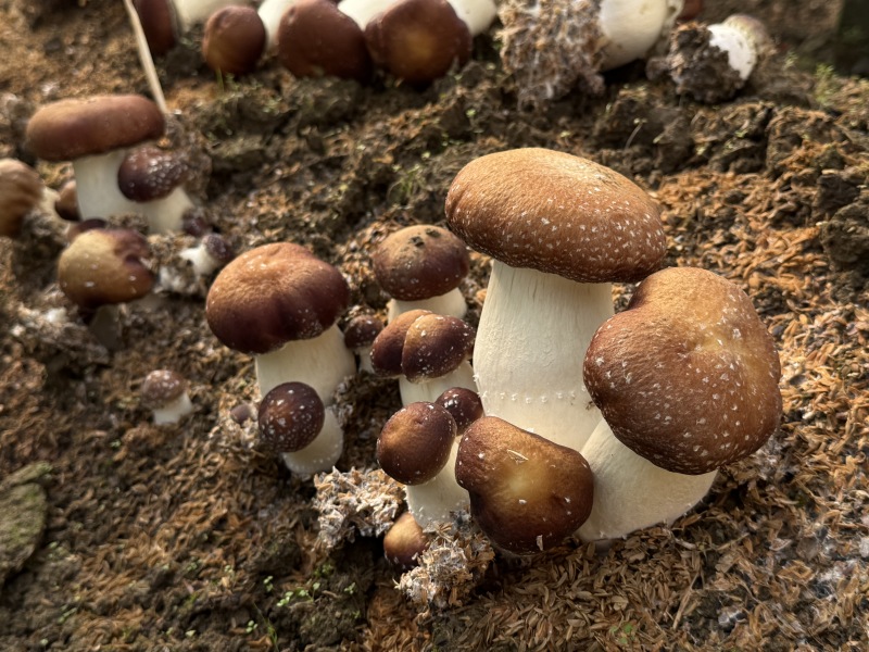 产自杭州千岛湖的赤松茸，发货地杭州千岛湖