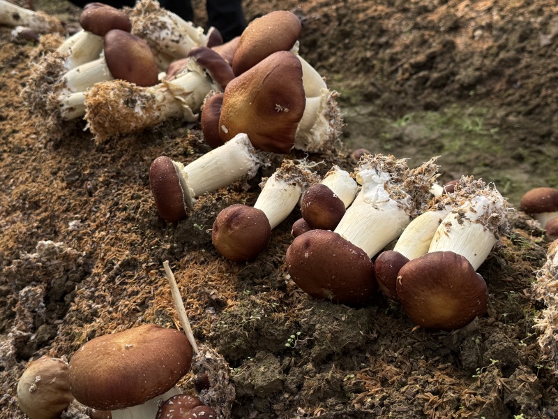 产自杭州千岛湖的赤松茸，发货地杭州千岛湖