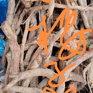 纯野生金樱子根