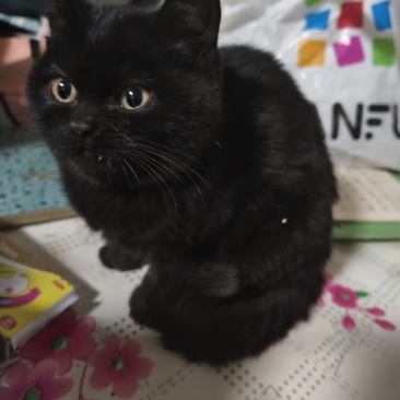小猫