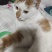 小猫