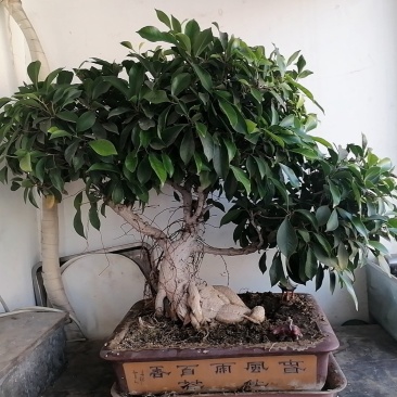 榕树盆景