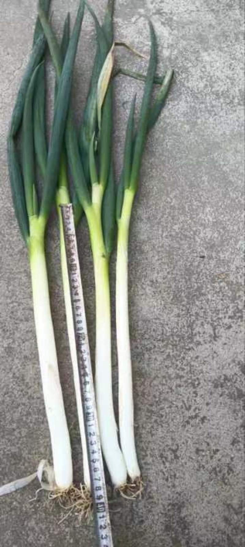 铁杆大葱