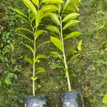 各种各样的沉香中杯底苗，有意的联系我