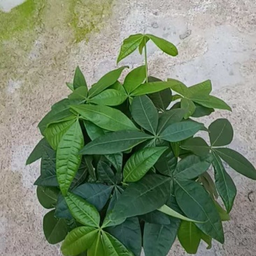140三杆发财树