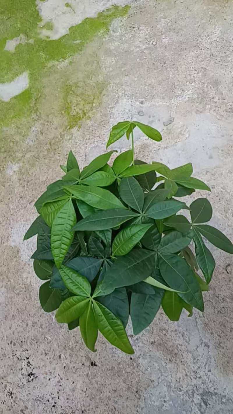 140三杆发财树
