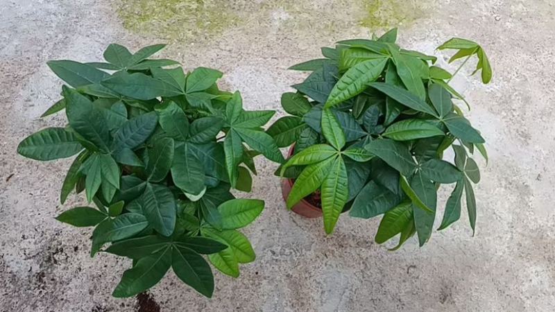 140三杆发财树