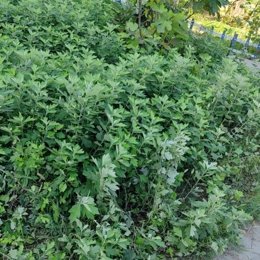 艹x草