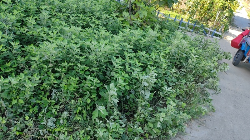 艹x草