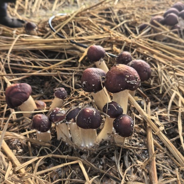 红松茸