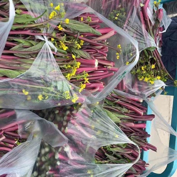 湖北红菜苔