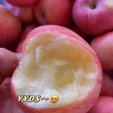 陕西红富士