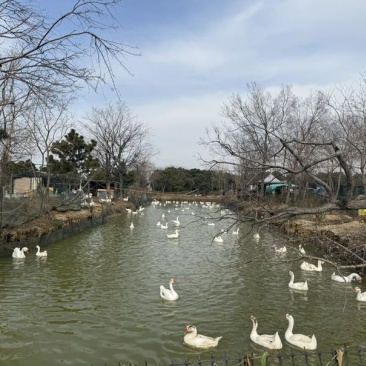 树林散养大鹅