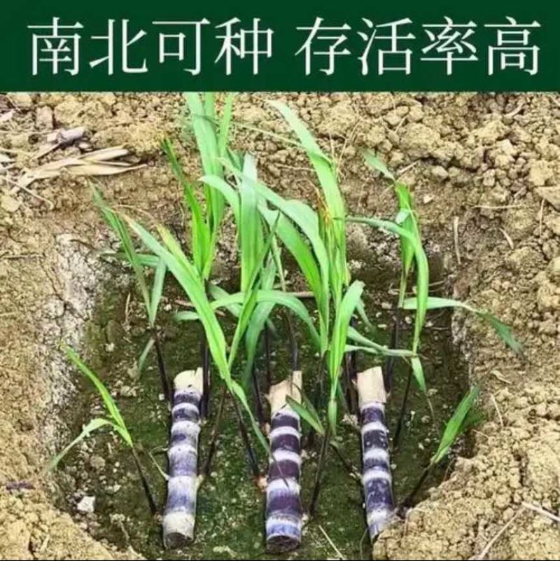 桂果2号黑皮水果甘蔗种苗，南北易种、存活率高、方便管理、