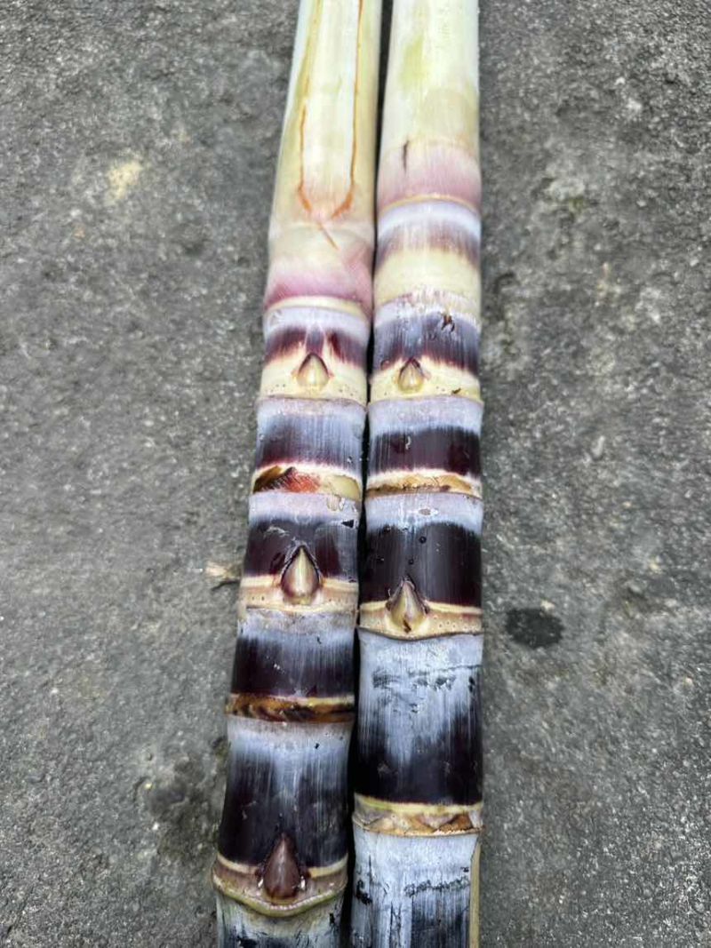 桂果2号黑皮水果甘蔗种苗，南北易种、存活率高、方便管理、