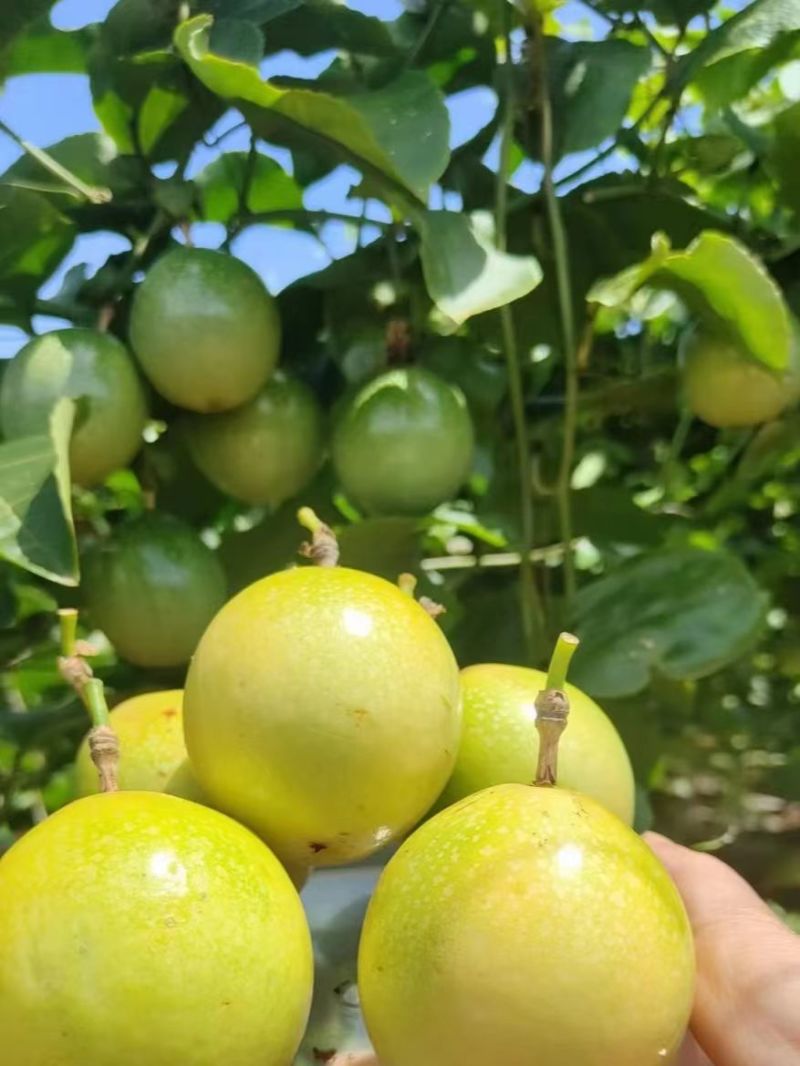 黄金百香果