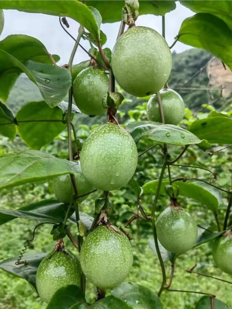 黄金百香果