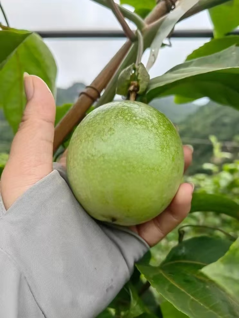 黄金百香果