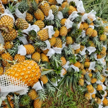 凤梨菠萝