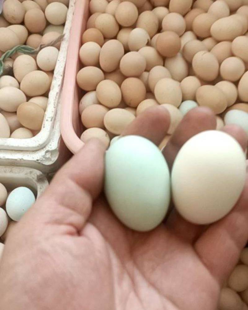 婆婆散养笨鸡蛋