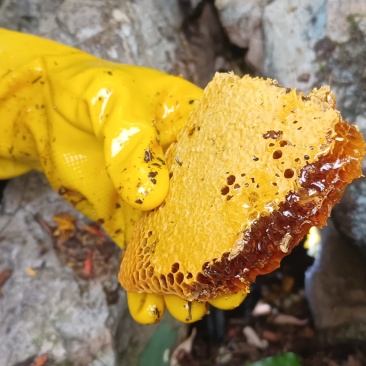 广西纯野生石头蜂蜜