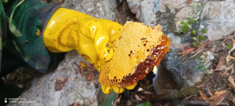 广西纯野生石头蜂蜜