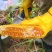 广西纯野生石头蜂蜜