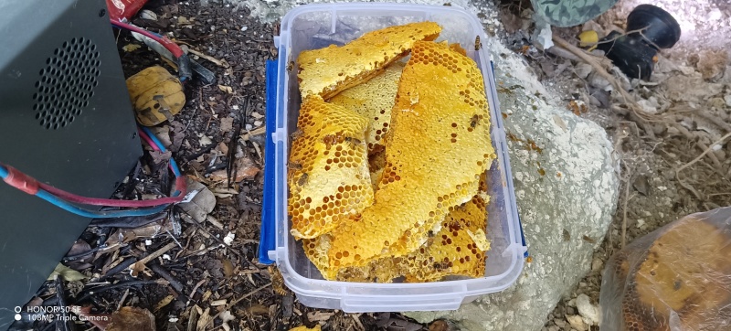 广西纯野生石头蜂蜜