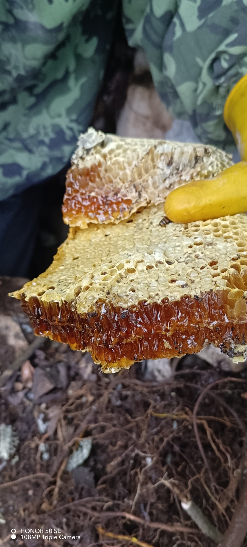 广西纯野生石头蜂蜜