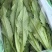 油麦菜河北邯郸基地直供对接电商市场商超量大从优视频看货