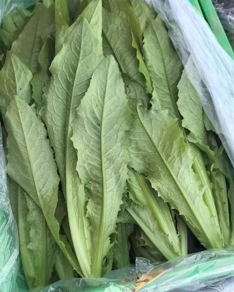 油麦菜河北邯郸基地直供对接电商市场商超量大从优视频看货
