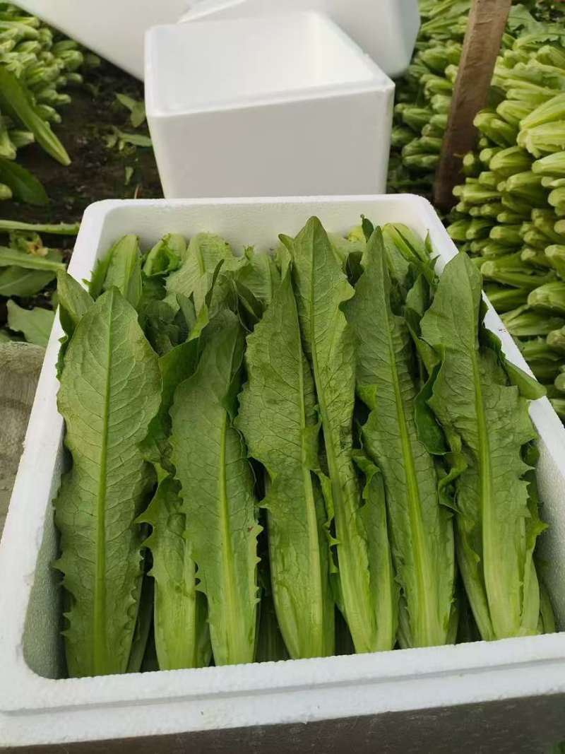 河北油麦菜基地直供量大从优对接市场商超平台欢迎致电