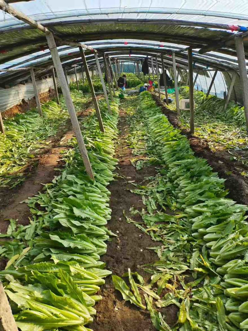 河北油麦菜基地直供量大从优对接市场商超平台欢迎致电