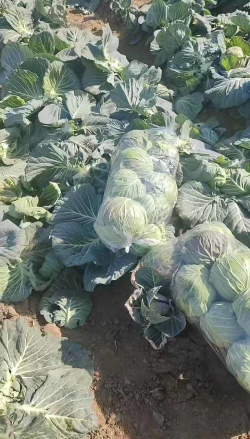 甘蓝宣菜颜色翠绿现砍现发产地直发品质保证