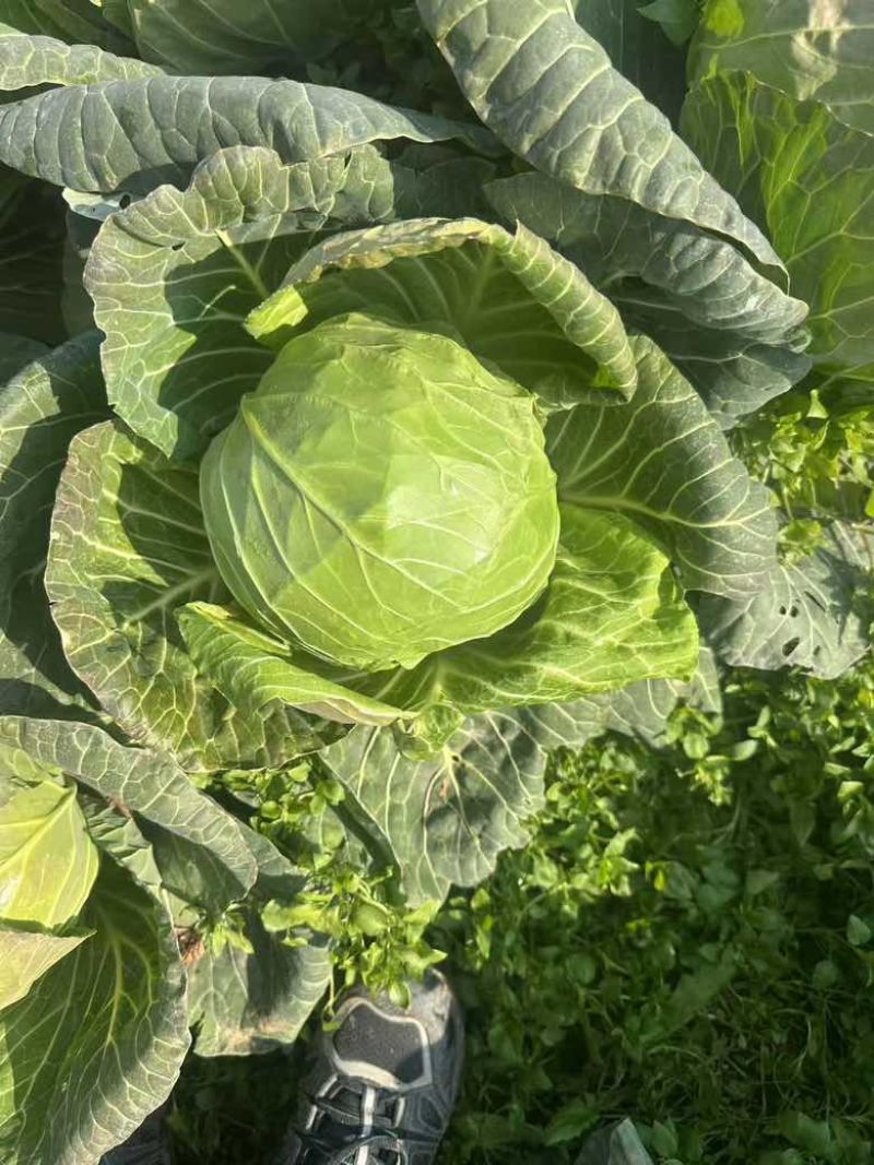甘蓝宣菜颜色翠绿现砍现发产地直发品质保证