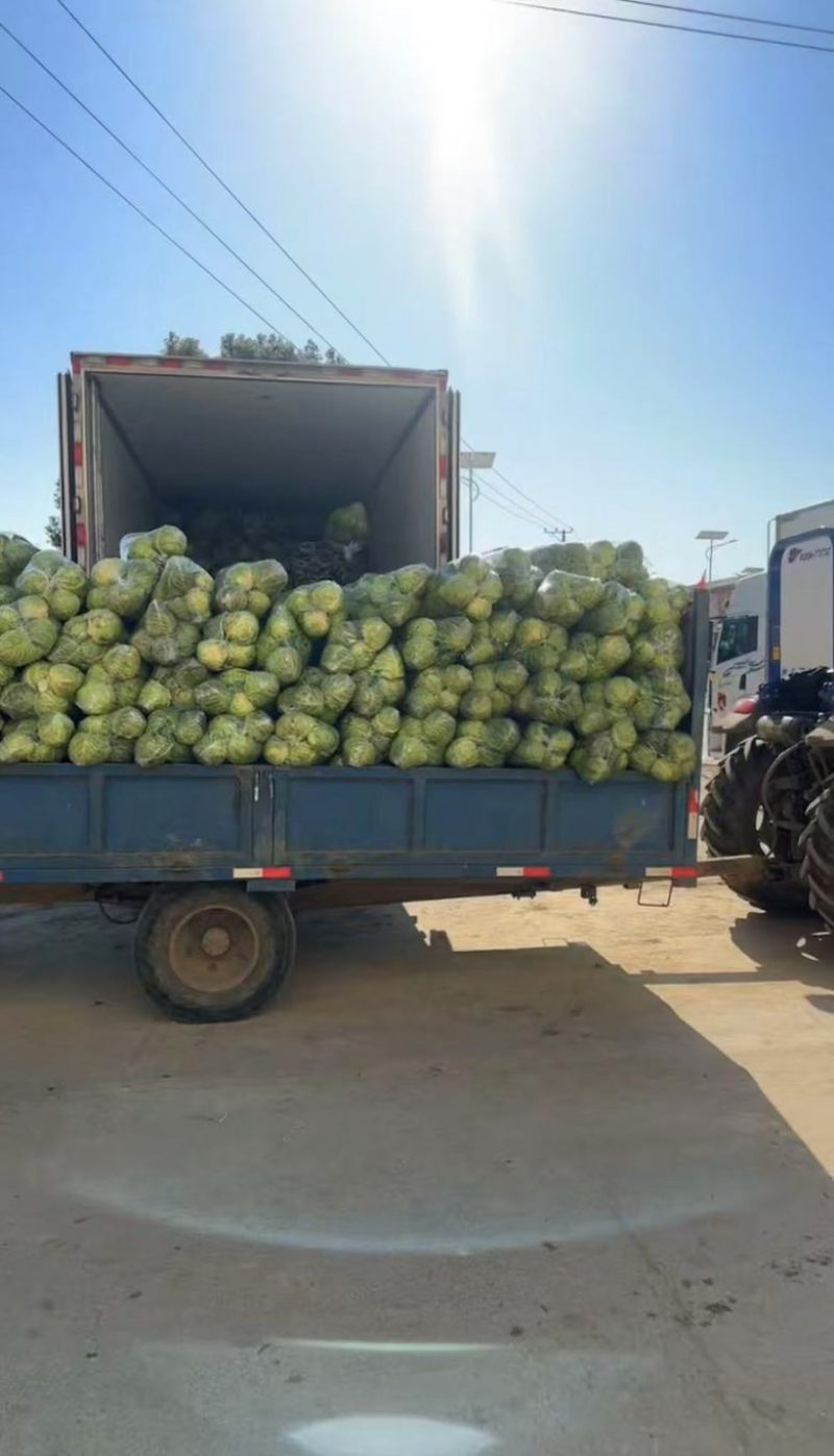 甘蓝宣菜颜色翠绿现砍现发产地直发品质保证
