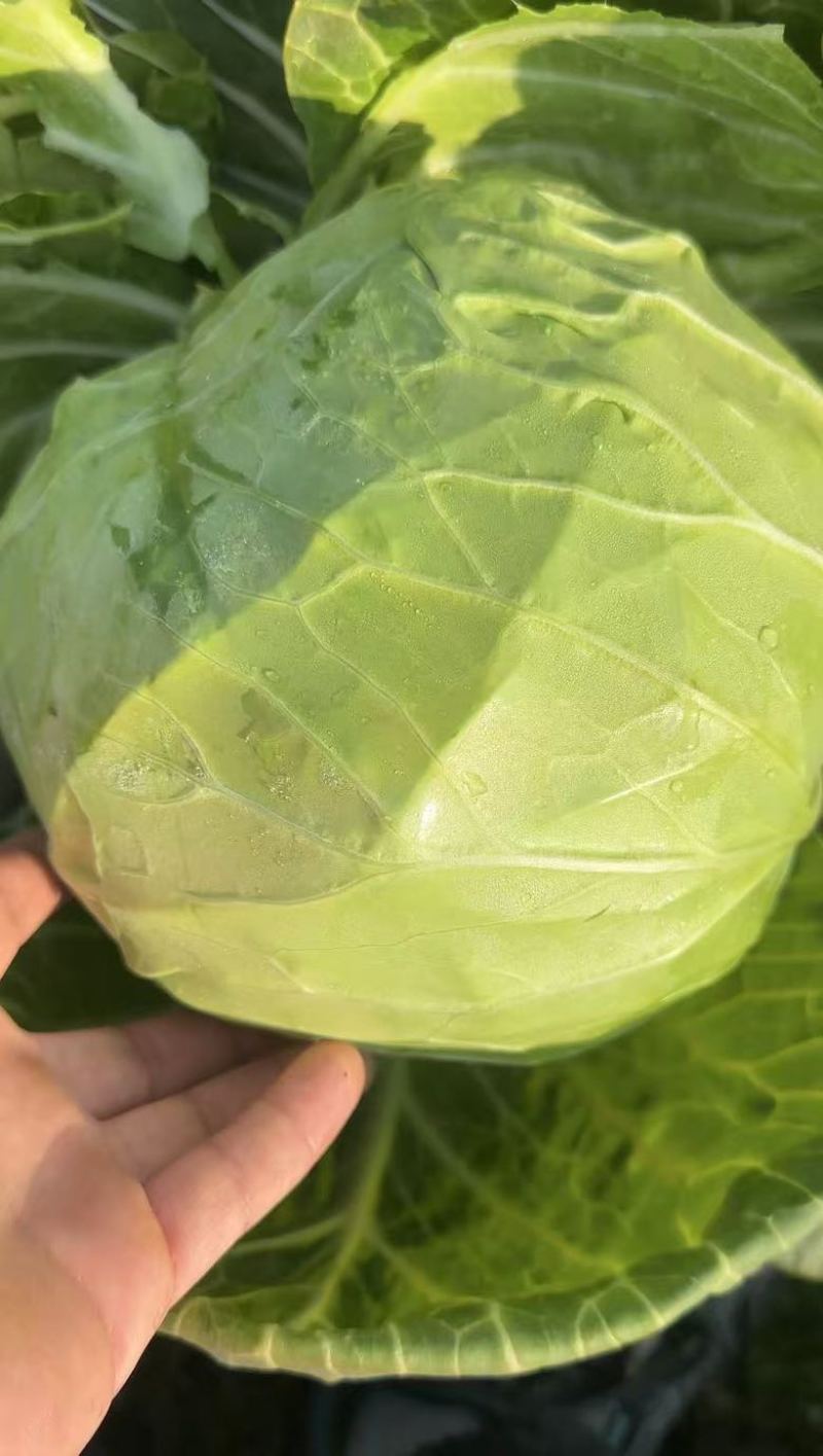 甘蓝宣菜颜色翠绿现砍现发产地直发品质保证