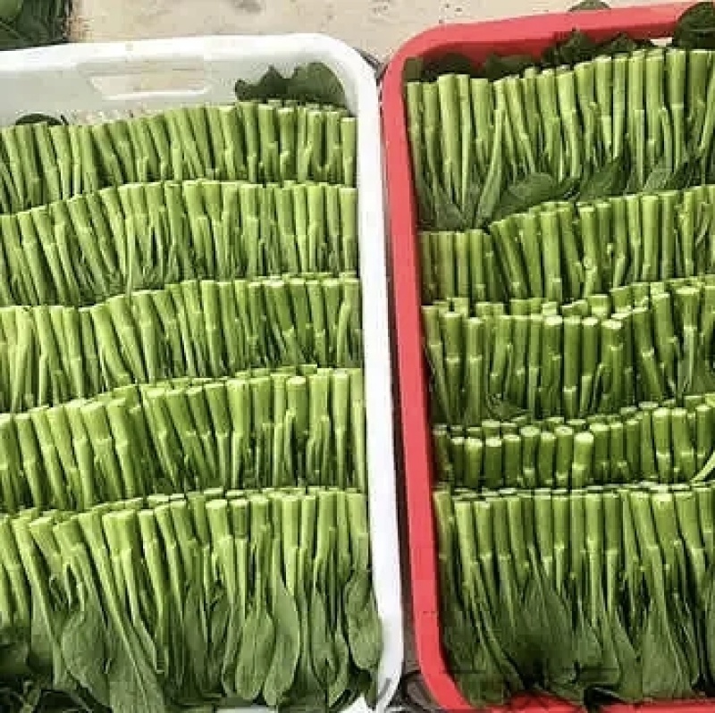 广东菜心
