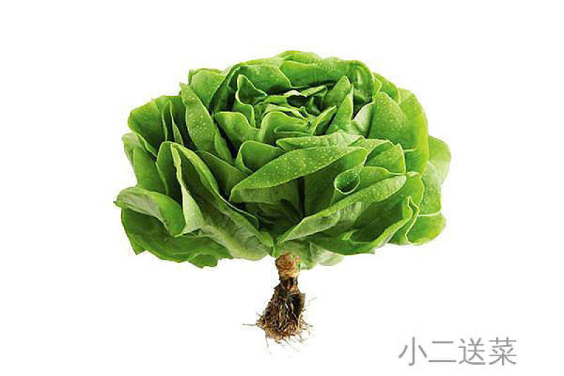 云南野菜奶油生菜