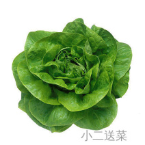云南野菜奶油生菜